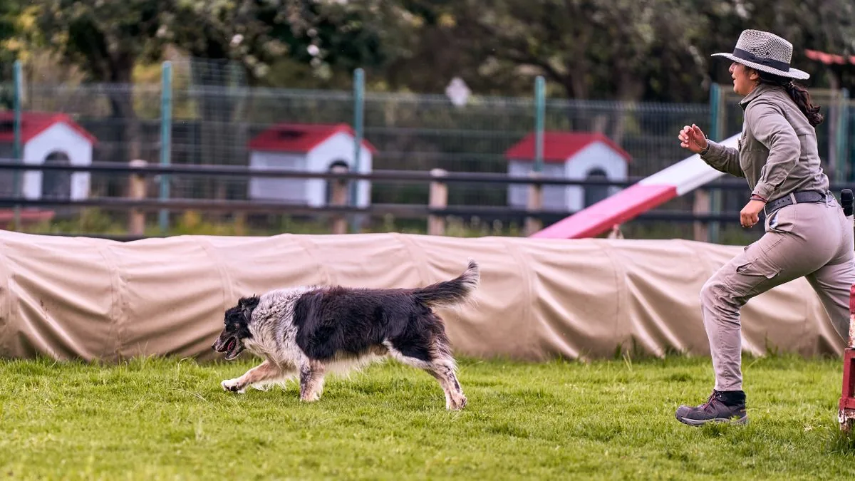 Entrenador corriendo junto a un perro border collie. Imagen de referencia para una marca ficticia.