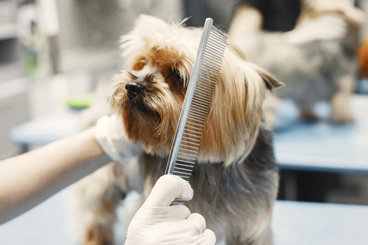 Perro durante una sesión de estética canina. Imagen de referencia para una marca ficticia.