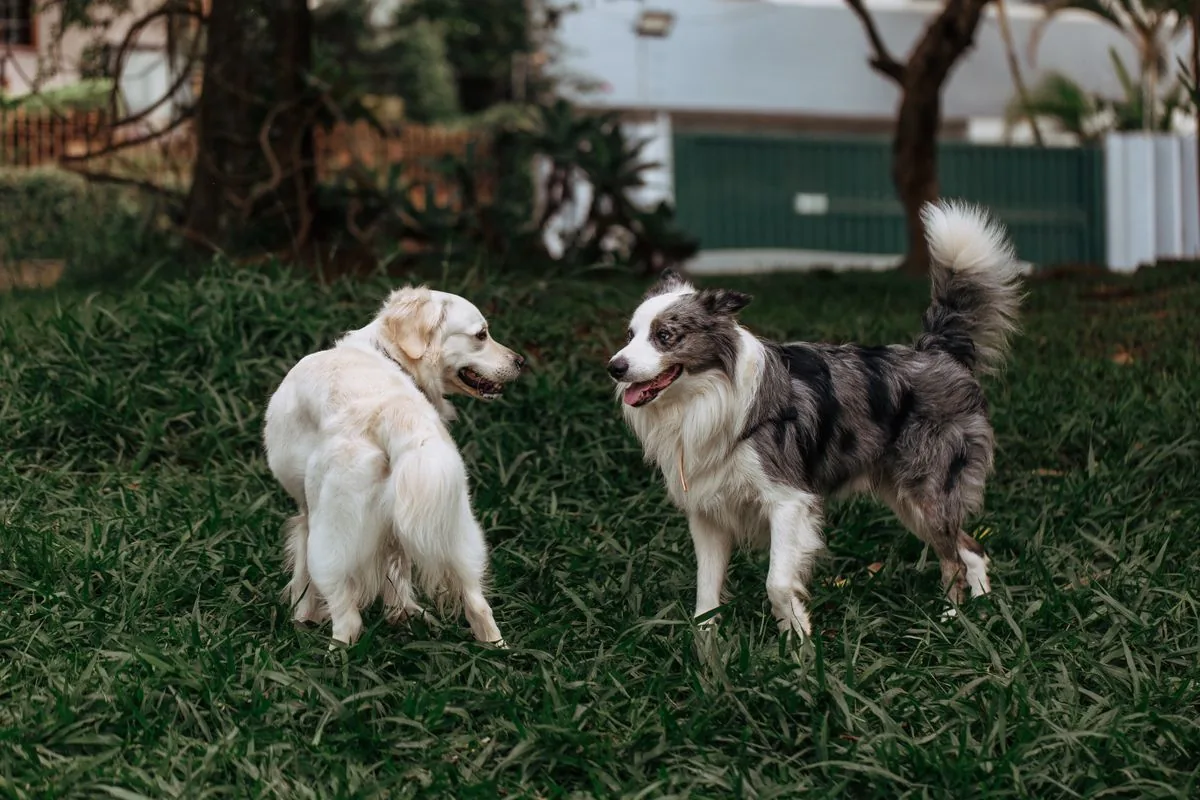 Dos perros jugando en un jardín. Imagen de referencia para una marca ficticia.