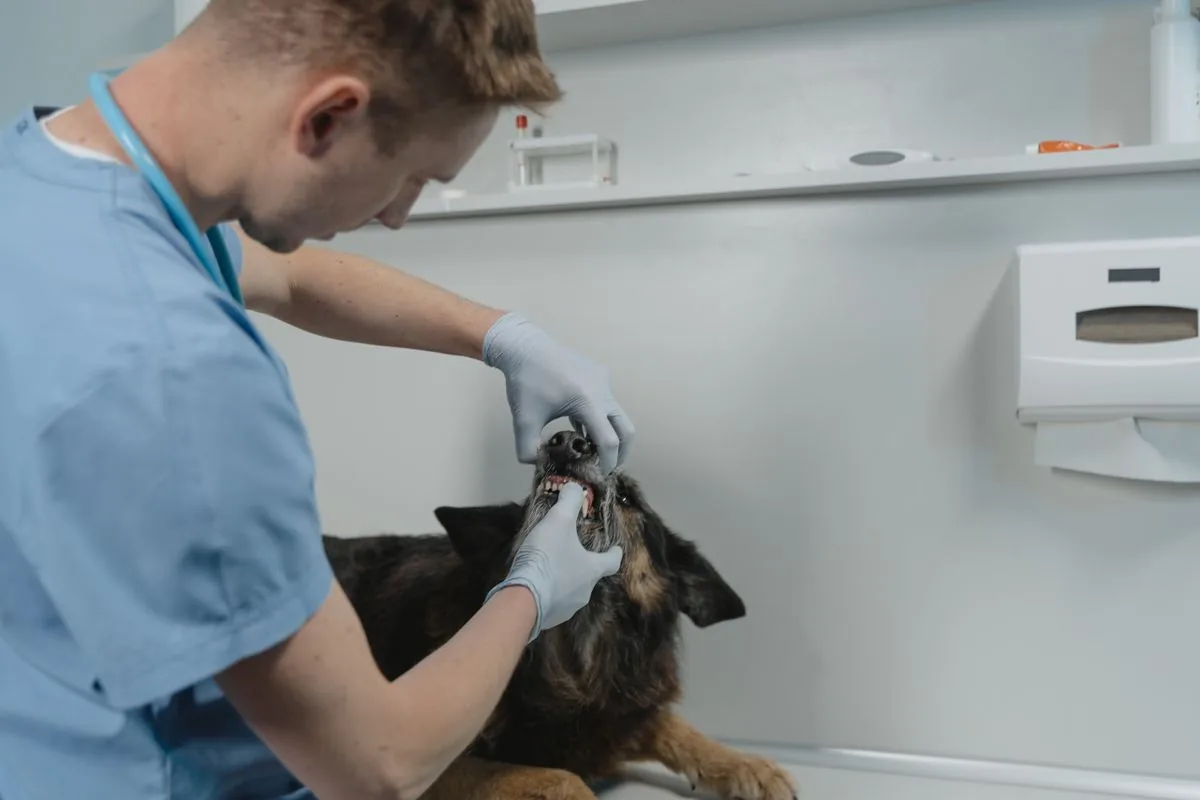 Profesional veterinario revisando a un perro. Imagen de referencia para una marca ficticia.